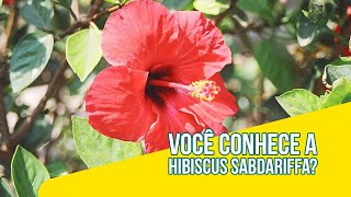 O QUE VOCÊ SABE SOBRE O HIBISCUS?