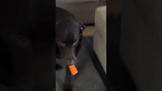 Dog Didn’t Like The Carrot 🥕 #dog #yt