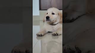 cute labrador ♥️#labrador