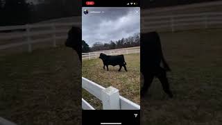 Rick Ross get his first Cow  🐮 (Instagram) 😮😮😮