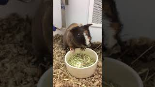 Bald guinea pig eating