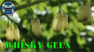 Whisky Glen  - The End