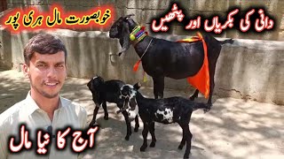 Beautiful Goats For Sale By Dani From Haripur Hazara By My Life Channel