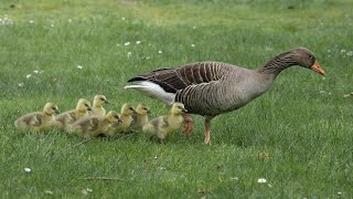 How Long Does a Geese Live? The Lifespan of a Goose