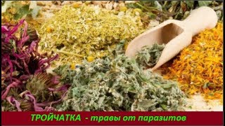 ТРОЙЧАТКА: травы от паразитов. №  1533