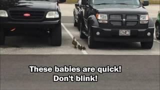 Momma duck & babies in parking lot