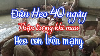 Đàn Heo nuôi 40 ngày| Thận trọng khi mua heo con trên mạng|Chăn nuôi làm giàu☎️0372225255