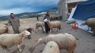 حولي عيد الاضحى مع الاتمنة بسوق لوحا تطوان 🐏🐑||01/05/2024||0667128425🔥🇲🇦❤