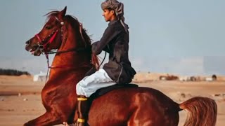 أصيل الخيل العربي عز .