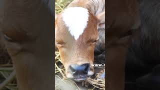 Cow baby looking so cute just 1 months old 💯❤️ #petsvlog #viral #reels