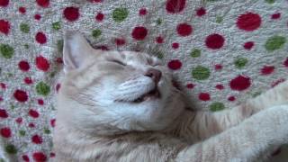 Cute Cat Snoring