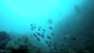 Diving Los Arcos-Puerto Vallarta, Mexico