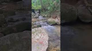 Barulho de água corrente para relaxar 😌  #relaxingmusic #nature #mataatlântica #rios #santacatarina