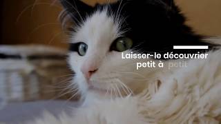 Les Indispensables pour Déménager avec son Chat.