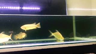 Jackey Arowana : helping my friend to clean the tank