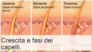 Crescita dei capelli: fasi e stadi su neonati, uomini e donne