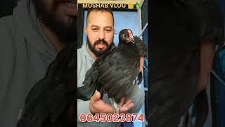 فلوس استرالوب حور لحجزطلب أتصل على هاد الرقم 🛑0645023874 #moshab_vlog #دجاج_بياض #سوق_قريعة_للطيور