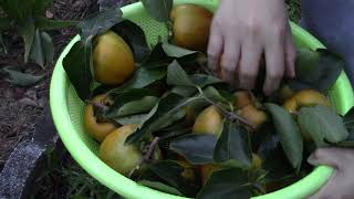 Fruit - PERSIMMON