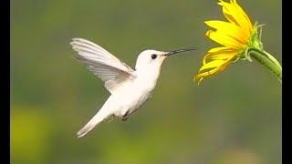 Spectacular Hummingbirds