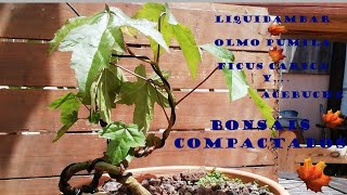 COMO HACER UN BONSÁI DIFERENTE, UN BONSÁI COMPACTADO...(LIQUIDAMBAR, OLMO, HIGUERA y ACEBUCHE)