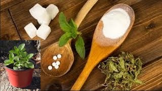 Doğal Şeker bitkisi STEViA tohumları  çimlendirme püf noktaları ?  (Stevia rebaudiana)