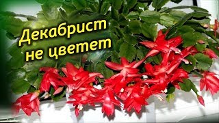 Декабрист (Шлюмбергера) секреты пышного цветения. Почему декабрист не цветет.