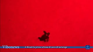 A Ricadi la prima schiusa di uova di tartaruga