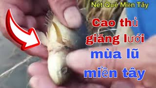 Giăng lưới cá rô đồng mùa mưa bão miền tây l Nét Quê TV #20