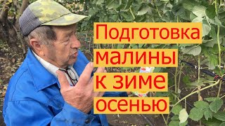 Подготовка малины к зиме осенью