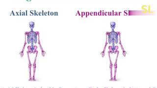 what is skeletal system in hindi/Urdu |human skeleton system | function of human skeleton