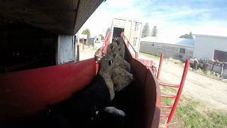 Loading Cattle in Nebraska