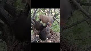 Mother Bird Brings a Big Worm for Her Hungry Chicks