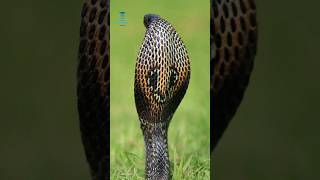 नागराज #kingcobra #amazingfacts #wildlife #fact #nature #naturelovers #natureshorts