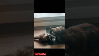 Cat playing funny video