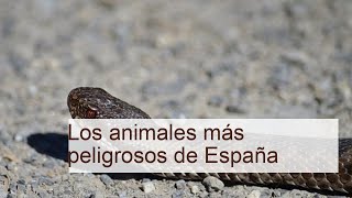 Los animales más peligrosos de España - TOP 10