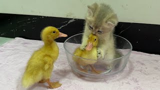 Funny and cute animals become good friends.The cute kitten invites the duckling to sleep in the bowl