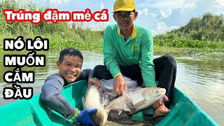 Bủn Rủn Tay Chân Khi Kéo Chài Lên Cặp Cá Mè Khủng • Chài Cá Ở Ao Hoang • Fish