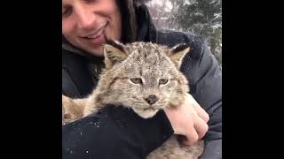 Lince do Canadá, lindo