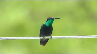 Rivoli's Hummingbird - Pat O'Neil Bird ID's