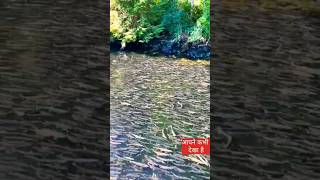 अद्भुत दृश्य मछली 🐬🐬🔥 | amazing view fish 🐟 |