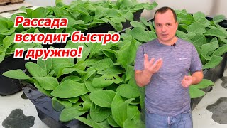 Начинаем новый сезон посева рассады. Что сеем в первую очередь.