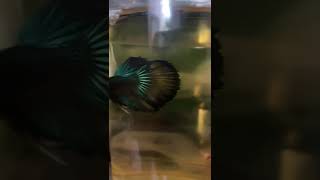 Betta de 5 meses / sept-2021