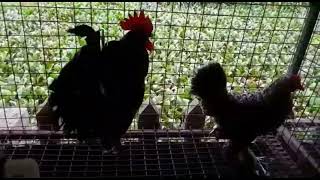 Creative set up of Chickens | very beautiful exotic Chickens 🐔  in very beautiful atmosphere 😍