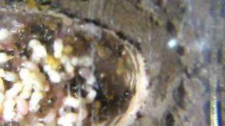 Tetramorium Caespitum en pleine croissance ( http://fourmis404.over-blog.com/ )