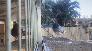 Pigeon Loft Training, Racing Pigeons