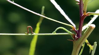 UU (Eueupithecia cisplatensis): Biological control agent for the control of Parkinsonia