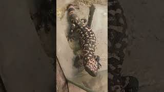 #Gilamonster #Red-footedTortoise #Singapore Zoo