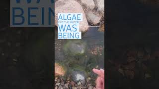 Removing Algae from the Stream = Happy Koi #waterfallwednesday