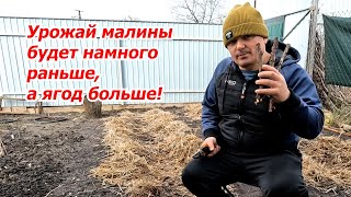 Первые весенние работы в малиннике- обрезаем кусты и убираем мульчу.