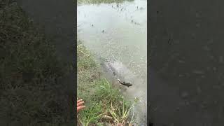 Village viral fishing video #fish #shorts #fishingvillageboy